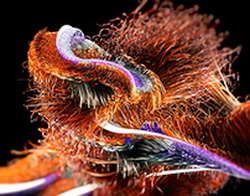 НФЛ. 10-я неделя. «Денвер» сыграл с «Лас-Вегасом» и другие матчи